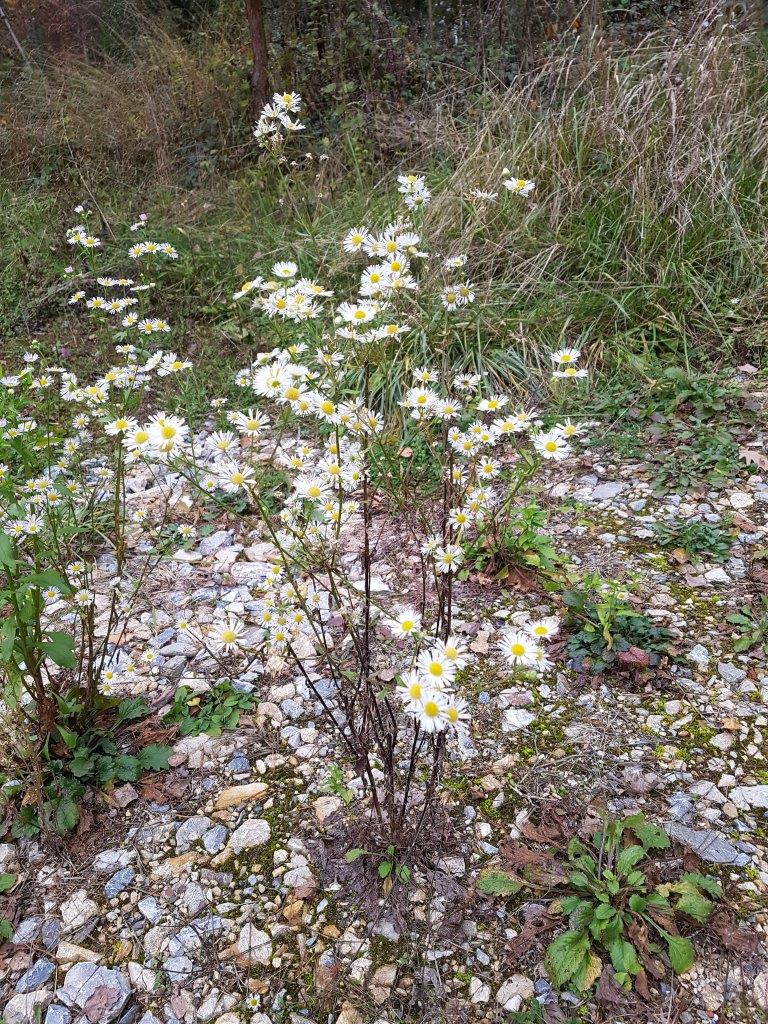 Einjähriges Berufkraut, Feinstrahl Neobiota Land Steiermark