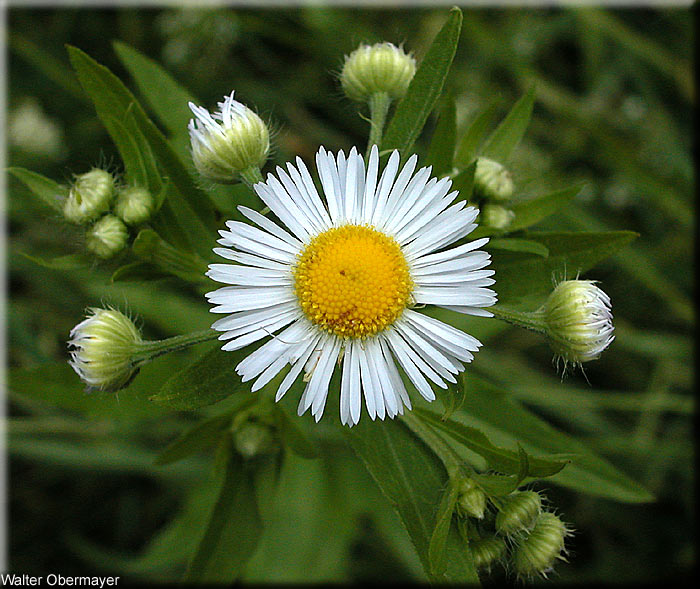 Einzelblüte mit zahlreichen feinen, weißen Zungenblüten