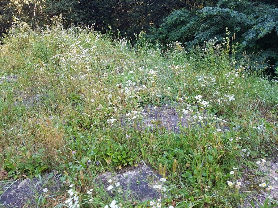 Blühende Pflanzen auf dem Damm eines Rückhaltebeckens