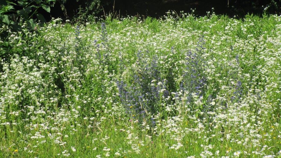 Massenhaftes Auftreten auf einer extensiv bewirtschafteten Wiese. Blau blühend der Gewöhnliche Natternkopf