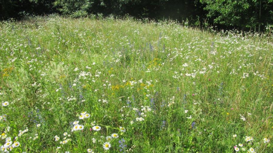 Einjähriges Berufkraut auf einer Magerwiese