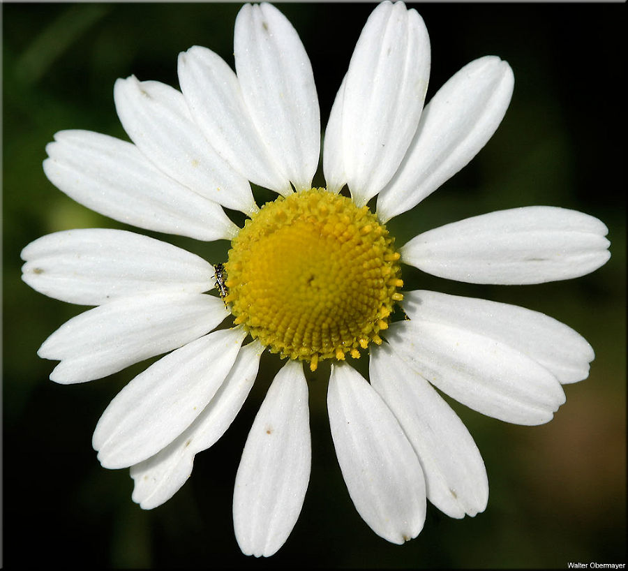 Blüte der Kamille