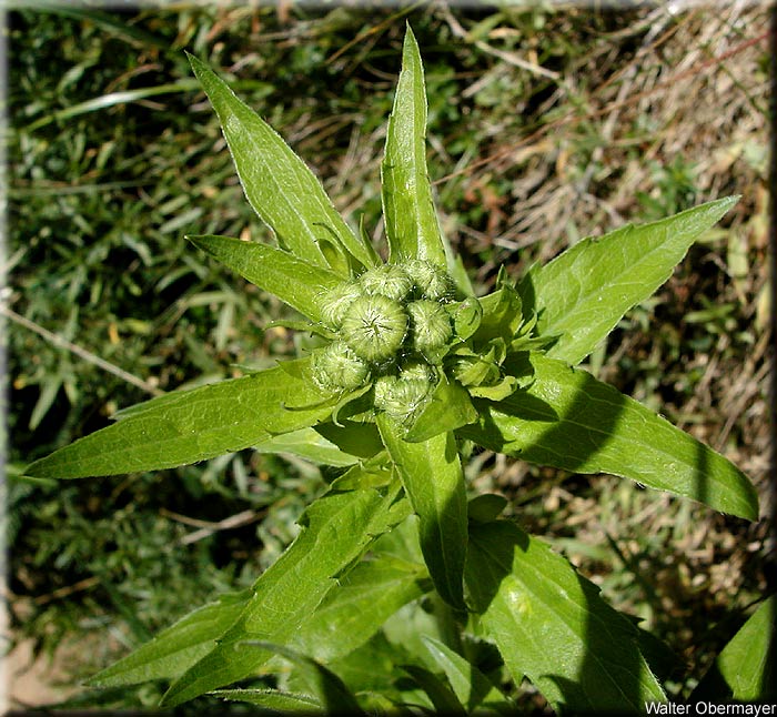 Knospiger Blütenstand