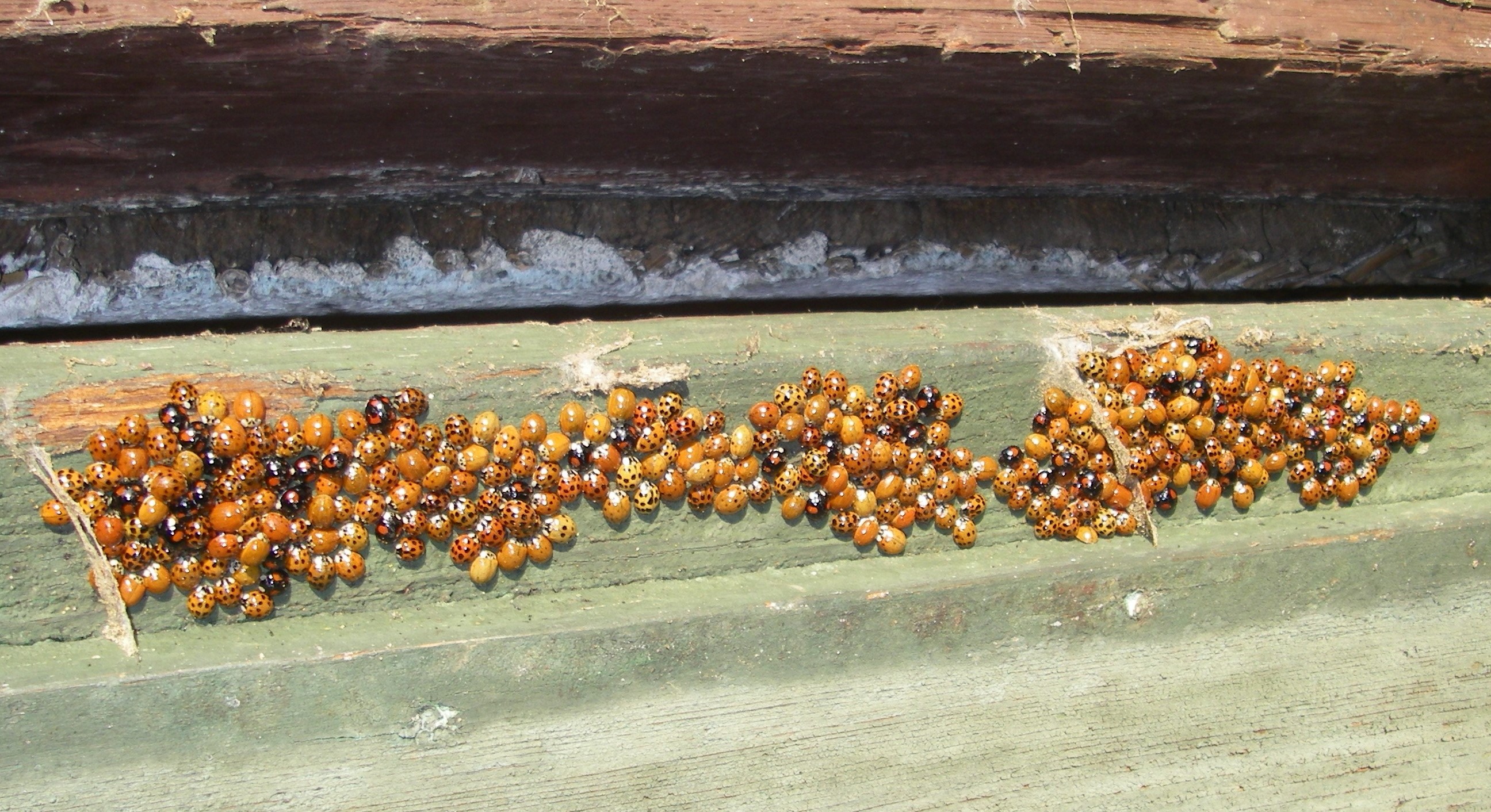 Asiatische Marienkäfer an einem Fensterrahmen