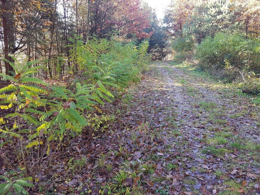 Jungpflanzen entlang eines Forstweges.